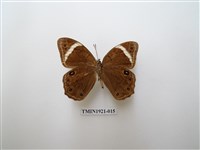 藏品(台灣黛眼蝶)的圖片